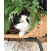 Gatos de navidad y de perros 19