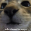 Animalitos Anti-depresivos 3 😼 12