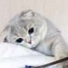 Gatos 29