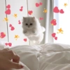 Cats hearts 7