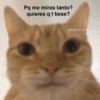 Animalitos Anti-depresivos 3 😼 8