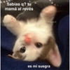 Gatos Cura depresión 😽💕 11