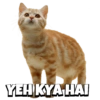 CATS 11