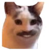 Cats random 10