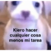 Gatitos Memes😺✨💕2 16