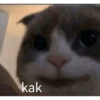 Kucing lucu 16