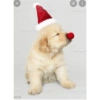 Gatos de navidad y de perros 11