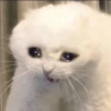 Funny cats meme 14