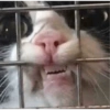Gatos Cura depresión 😽💕 6