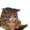 Cats random 19