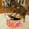 Cats hearts 13
