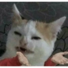 Kucing lucu 8