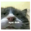 Kucing lucu 11