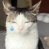 Monkeycatluna 30