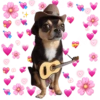 Chihuahuas Tiernos 🥰 15