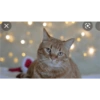 Gatos de navidad y de perros 22