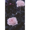 Aesthetic 7