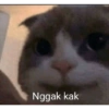 Kucing lucu 15