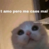 Animalitos Anti-depresivos 3 😼 6