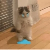 Gatos Cura depresión 😽💕 14