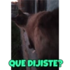 QUE DIJISTE?