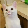 Cats random 12