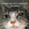 Animalitos Anti-depresivos 3 😼 20