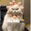 Kucing oyen 10