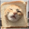 Funny cats meme 7