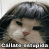 ✨Gatitos con frases😺✨1 10