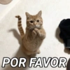 Melhores do Momento 5