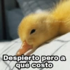 @Harley_Stickers
Despierto pero a
qué costo