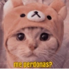 Memes Michis ✨😻 7