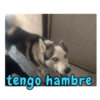 Falcrack memes paquete 1 7