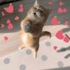 Cats hearts 20