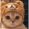 Funny cats meme 17