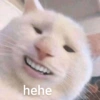 Kucing lucu 18