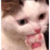 Funny cats meme 8