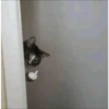 Kucing lucu 7