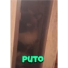 PUTO