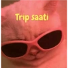 Cute cats 8