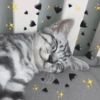 Cats hearts 17