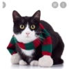 Gatos de navidad y de perros 18
