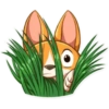 Cute dog 24