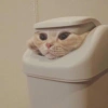 Cats random 14