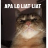 Kucing oyen 7