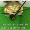 q mundo eh esse tão
cruel q a gente vive