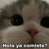 ✨Gatitos con frases😺✨3 9