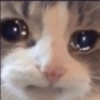 Funny cats meme 13