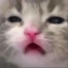 Funny cats meme 20